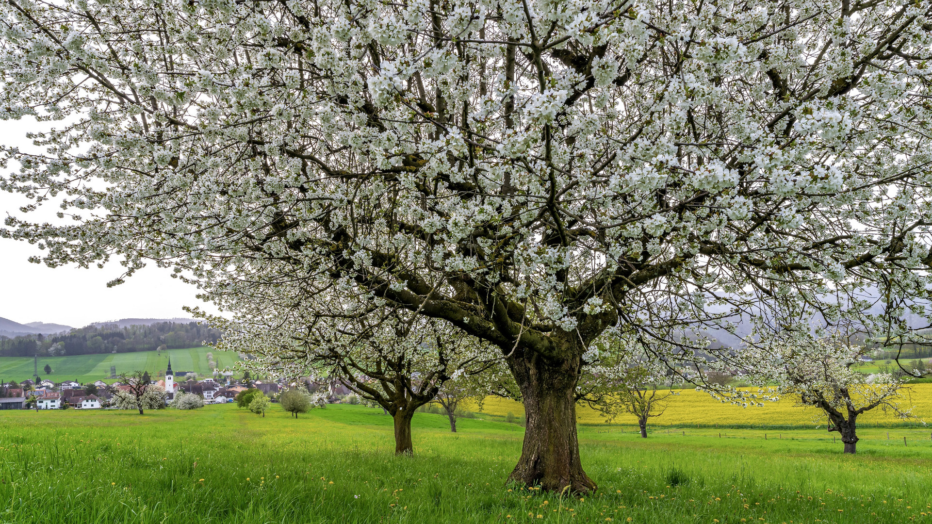 Frühling