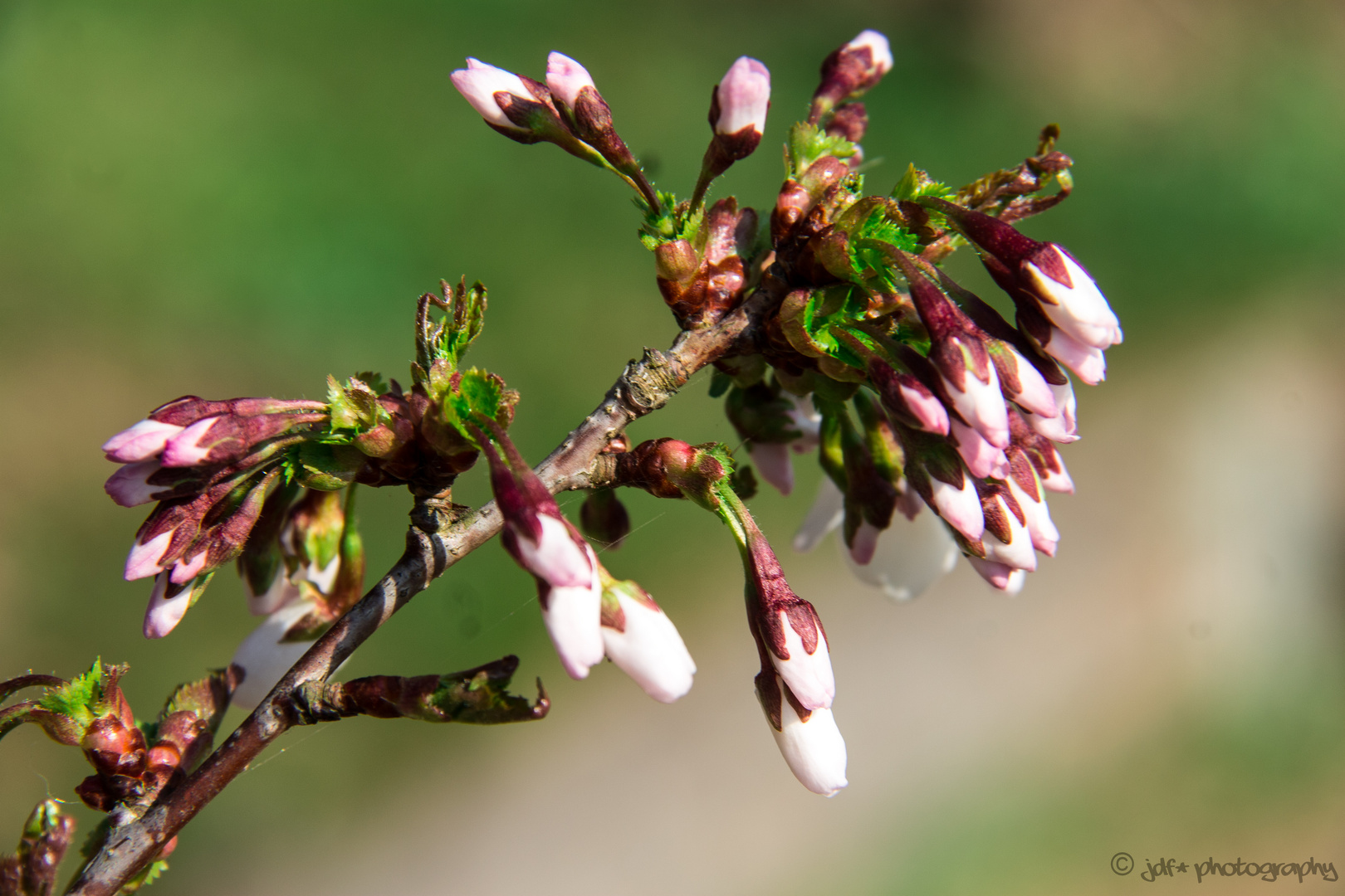 Frühling