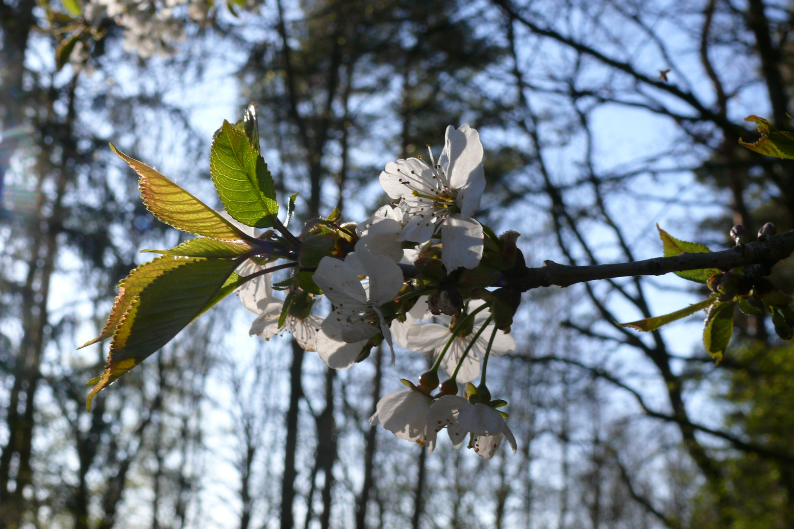 Frühling