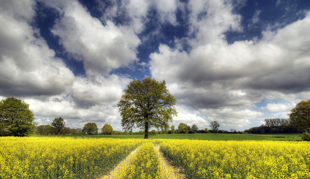 frühling by Gernot Blum 