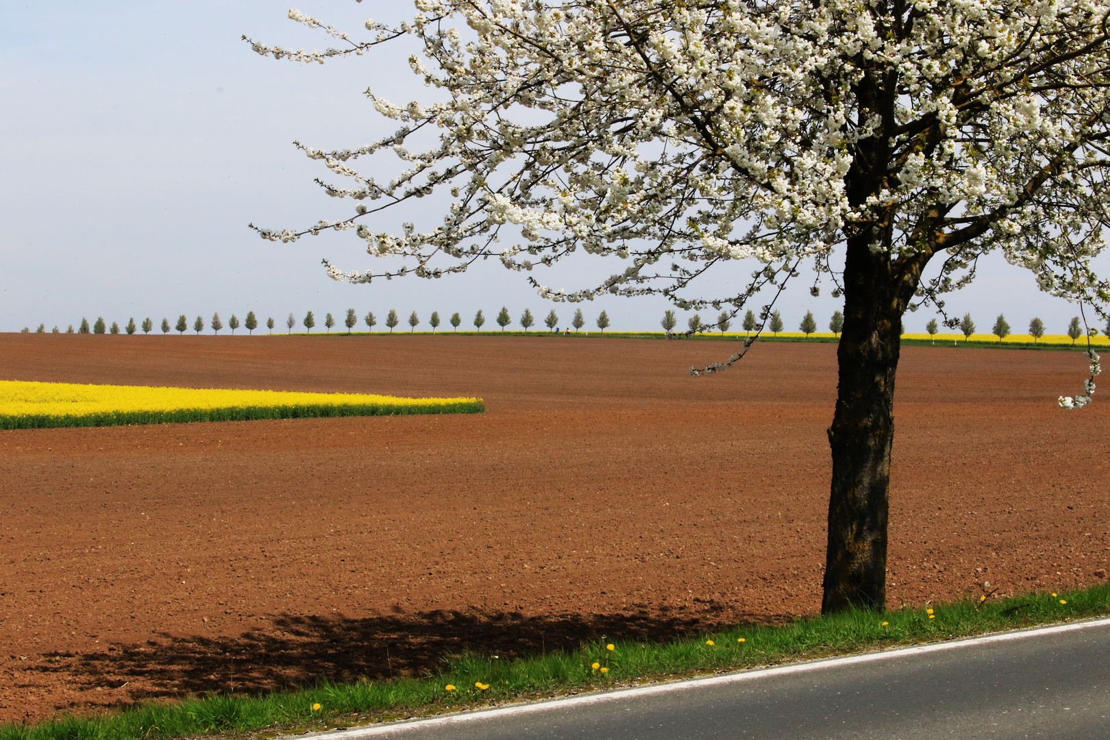 Frühling 