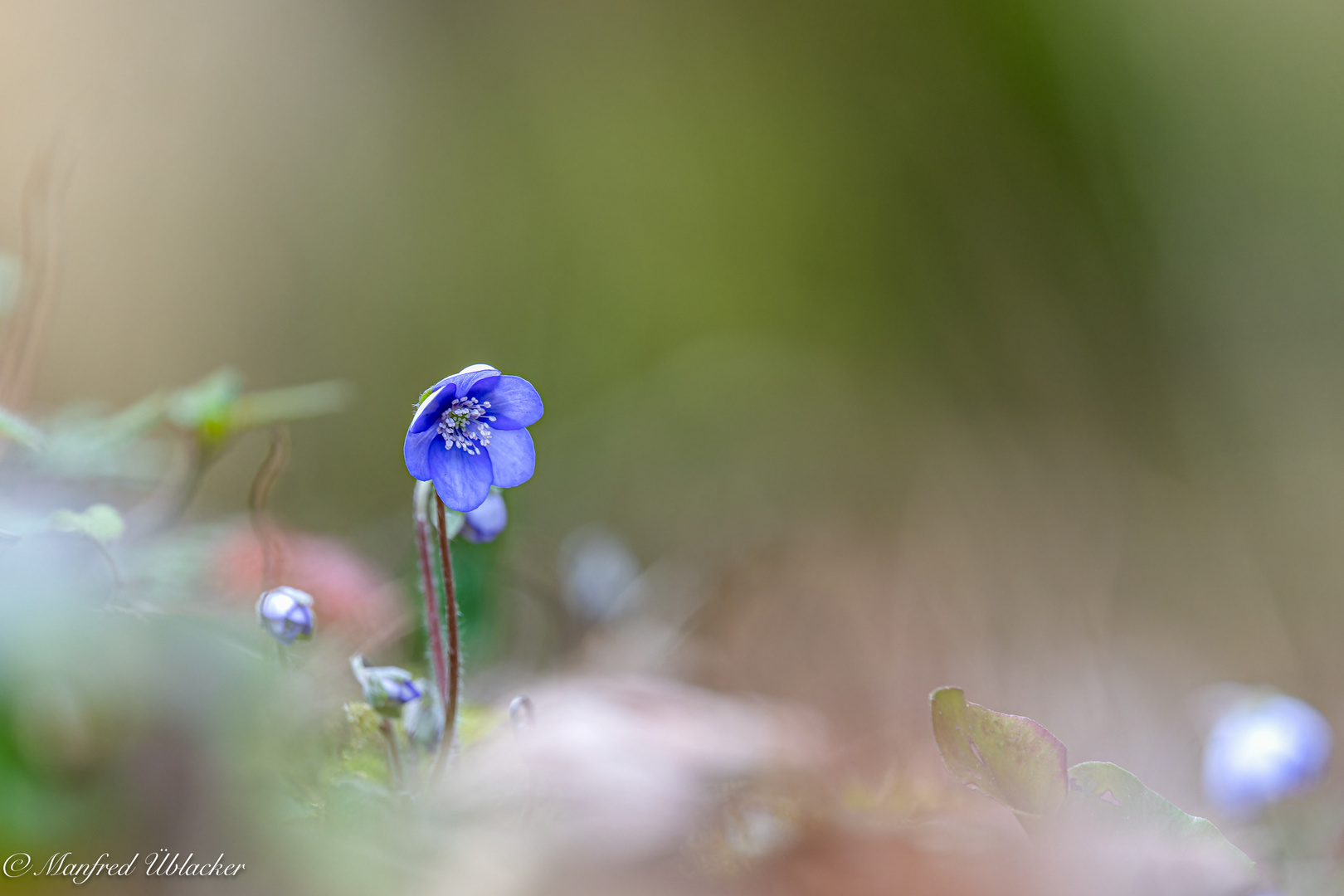 Frühling ...