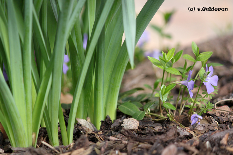 Frühling