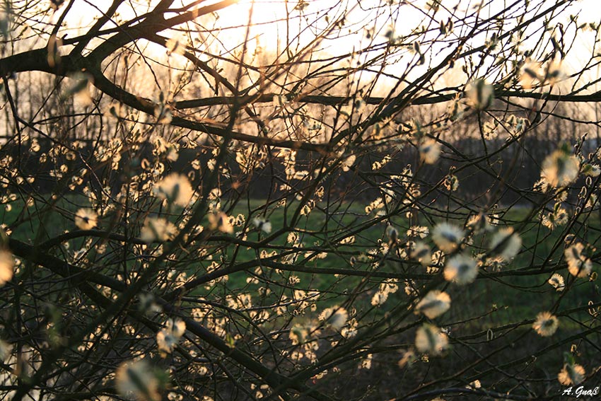 Frühling