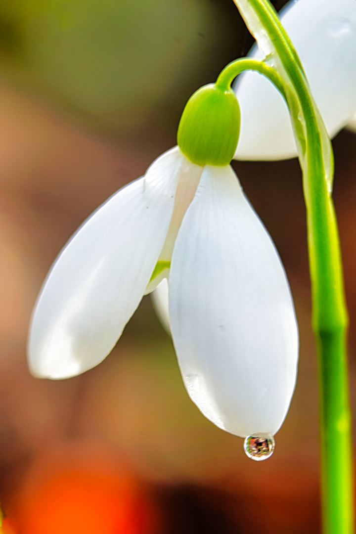 Frühling 