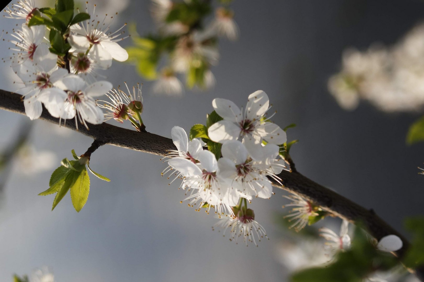 Frühling 