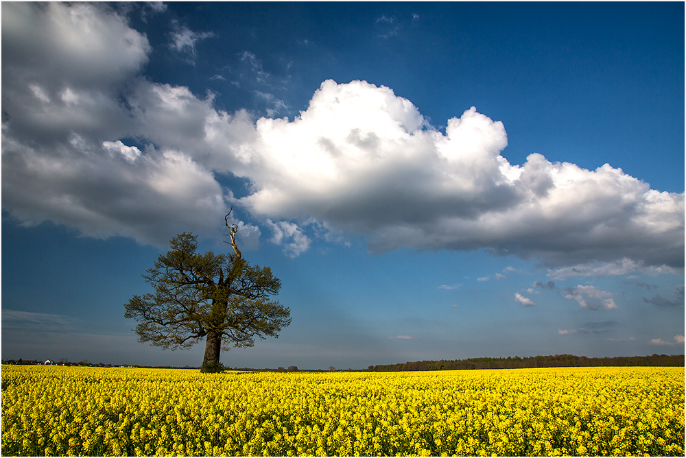 Frühling..