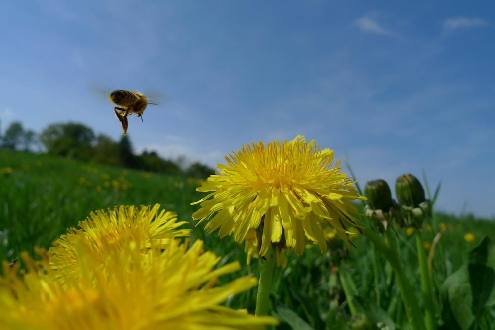 Frühling von Jolanciukee 