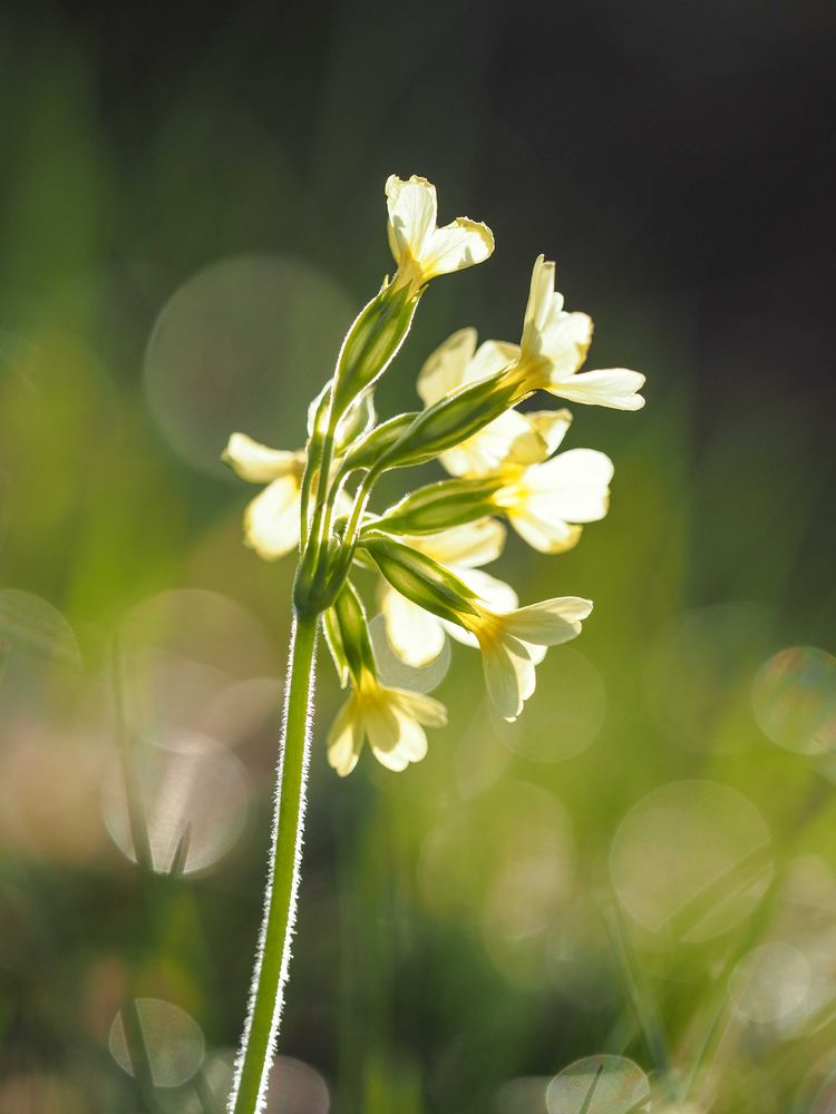 Frühling