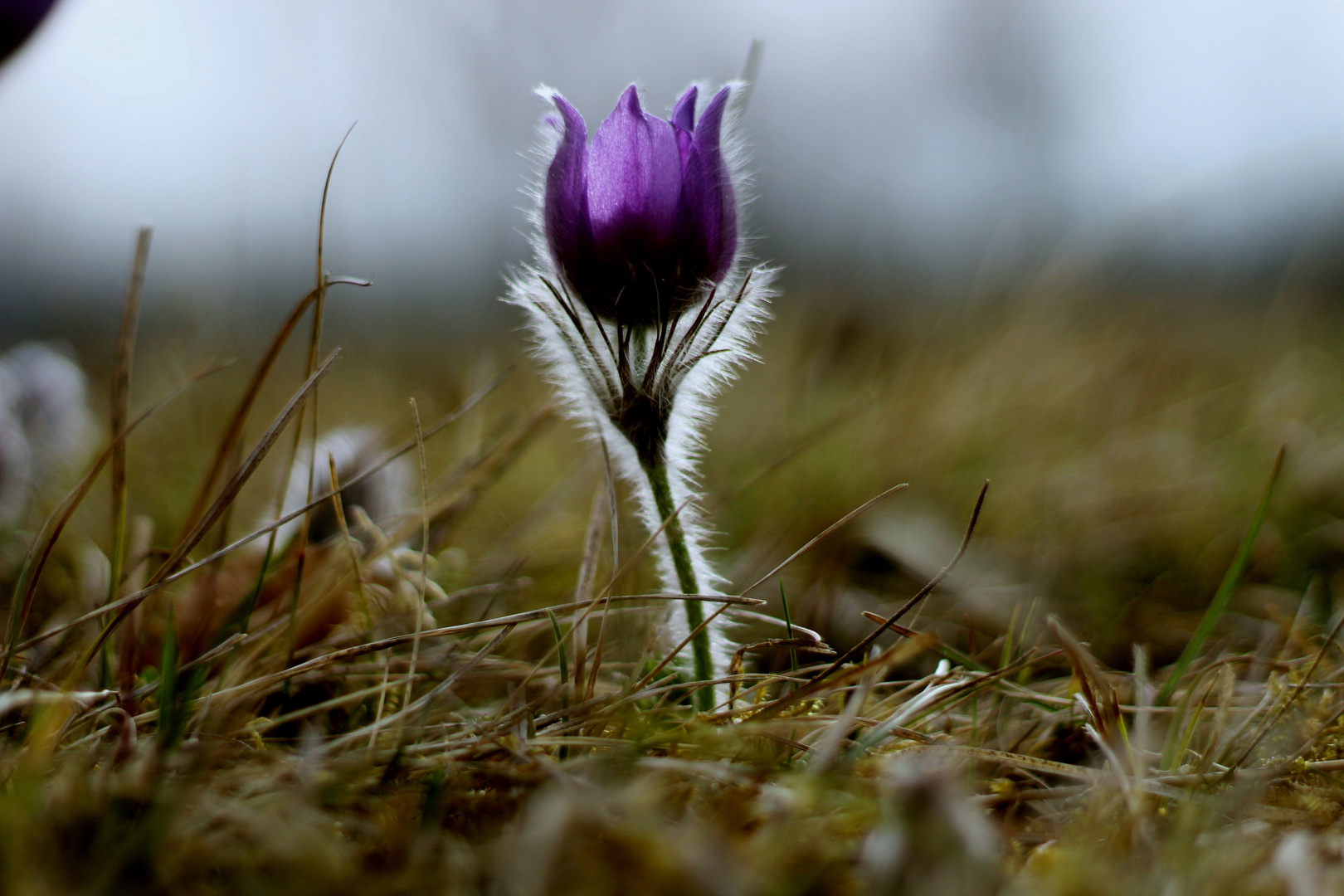 Frühling