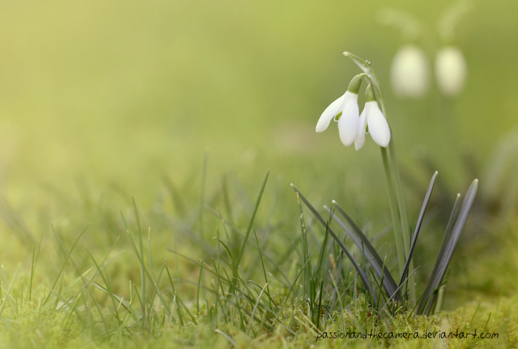 Frühling