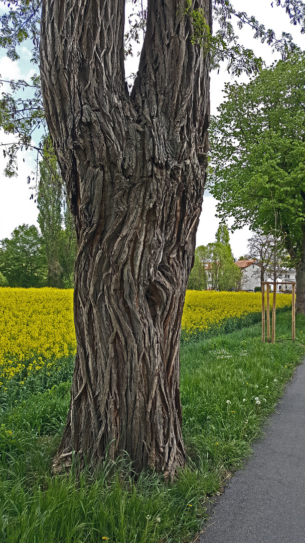 Frühling