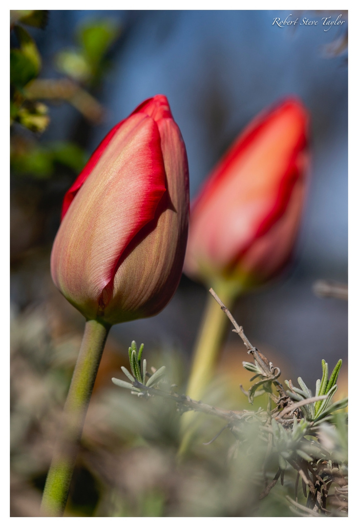 Frühling!