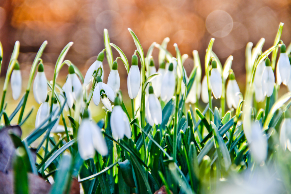 Frühling