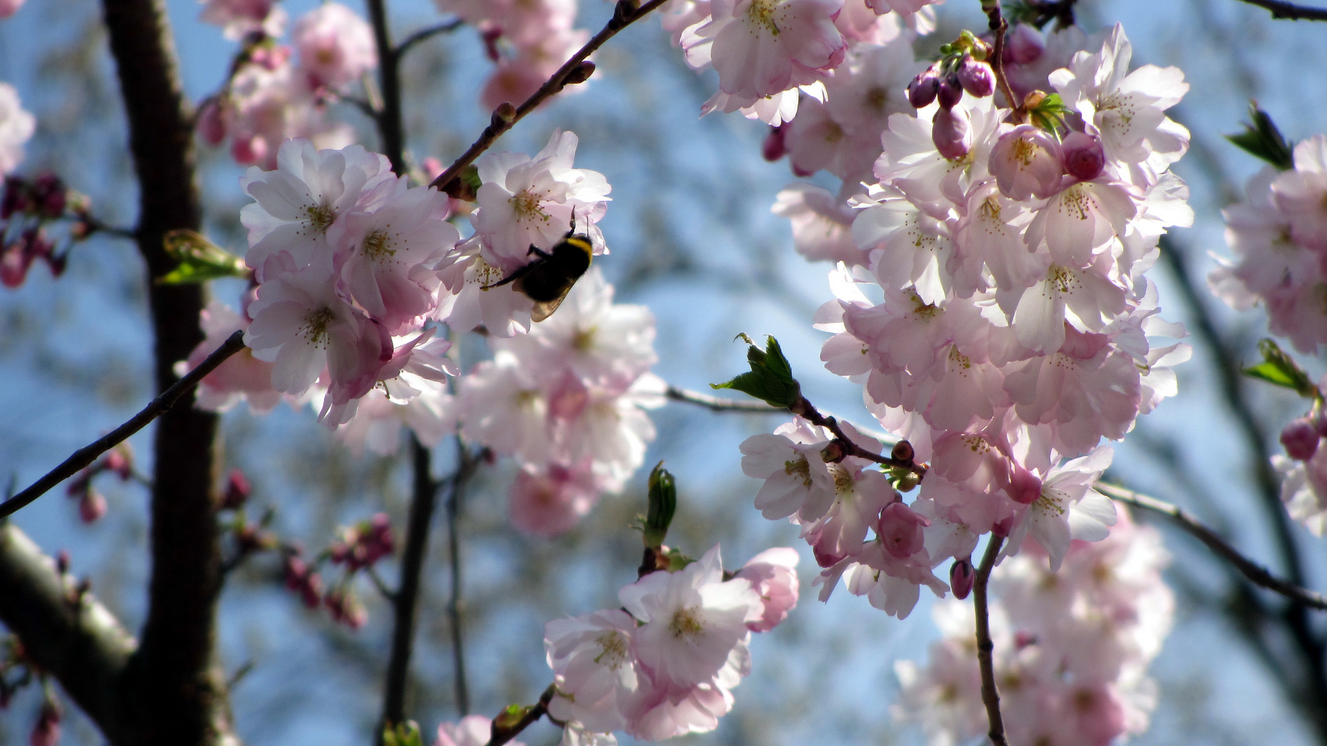 Frühling