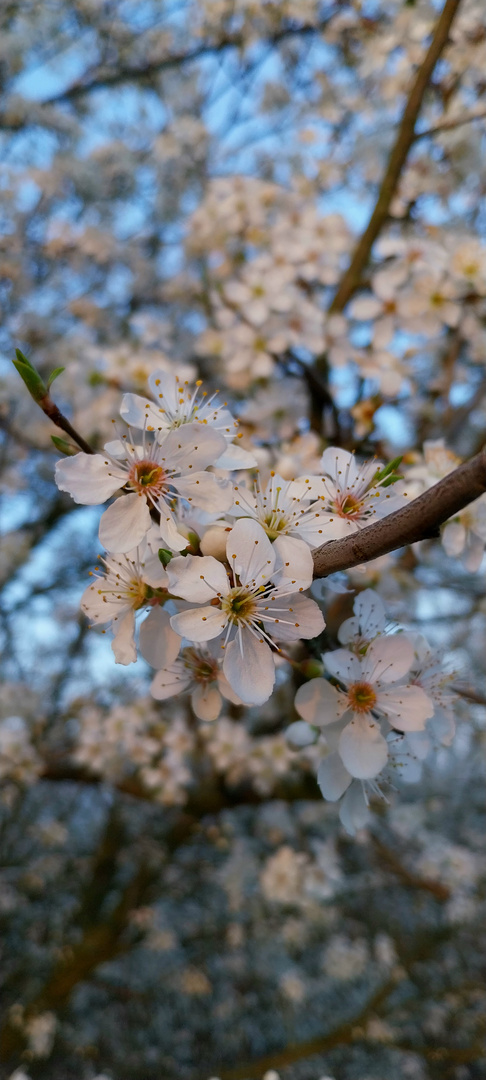 Frühling