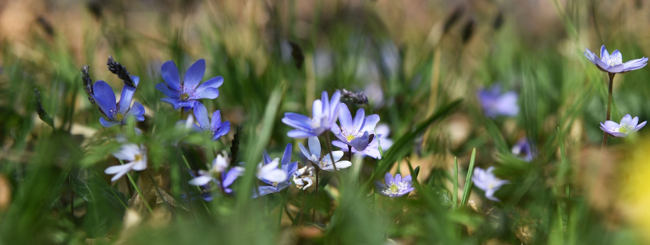 Frühling