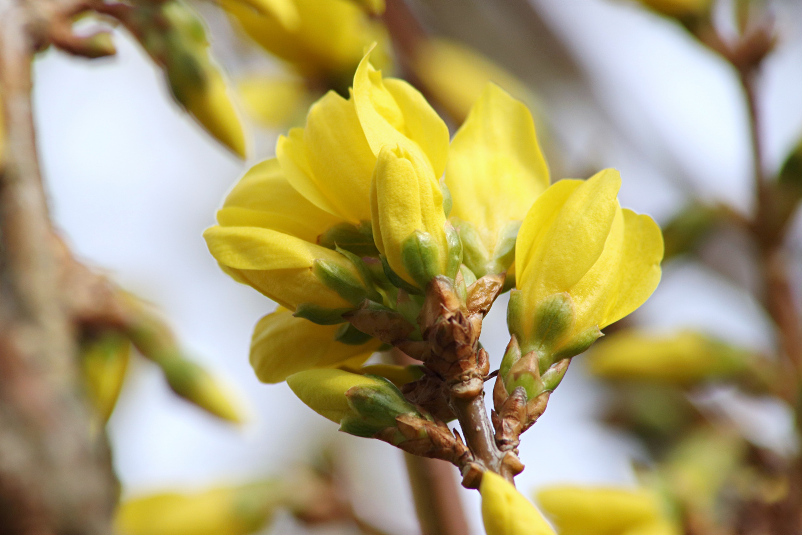 Frühling