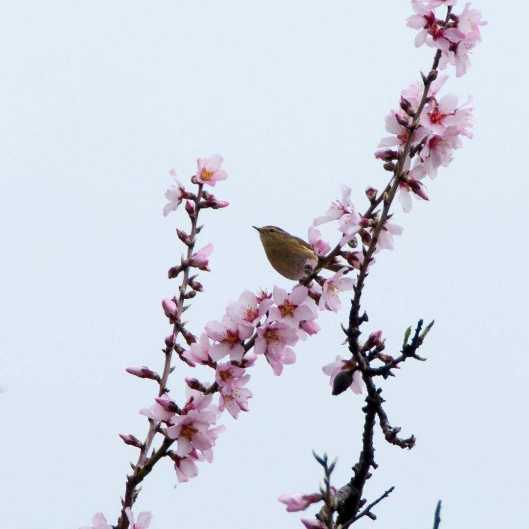 FRÜHLING