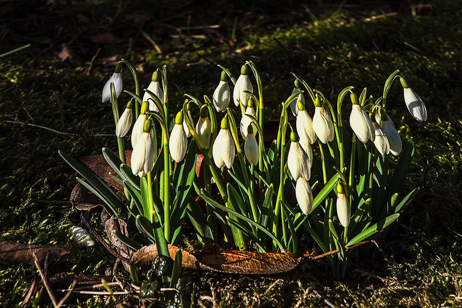 Frühling