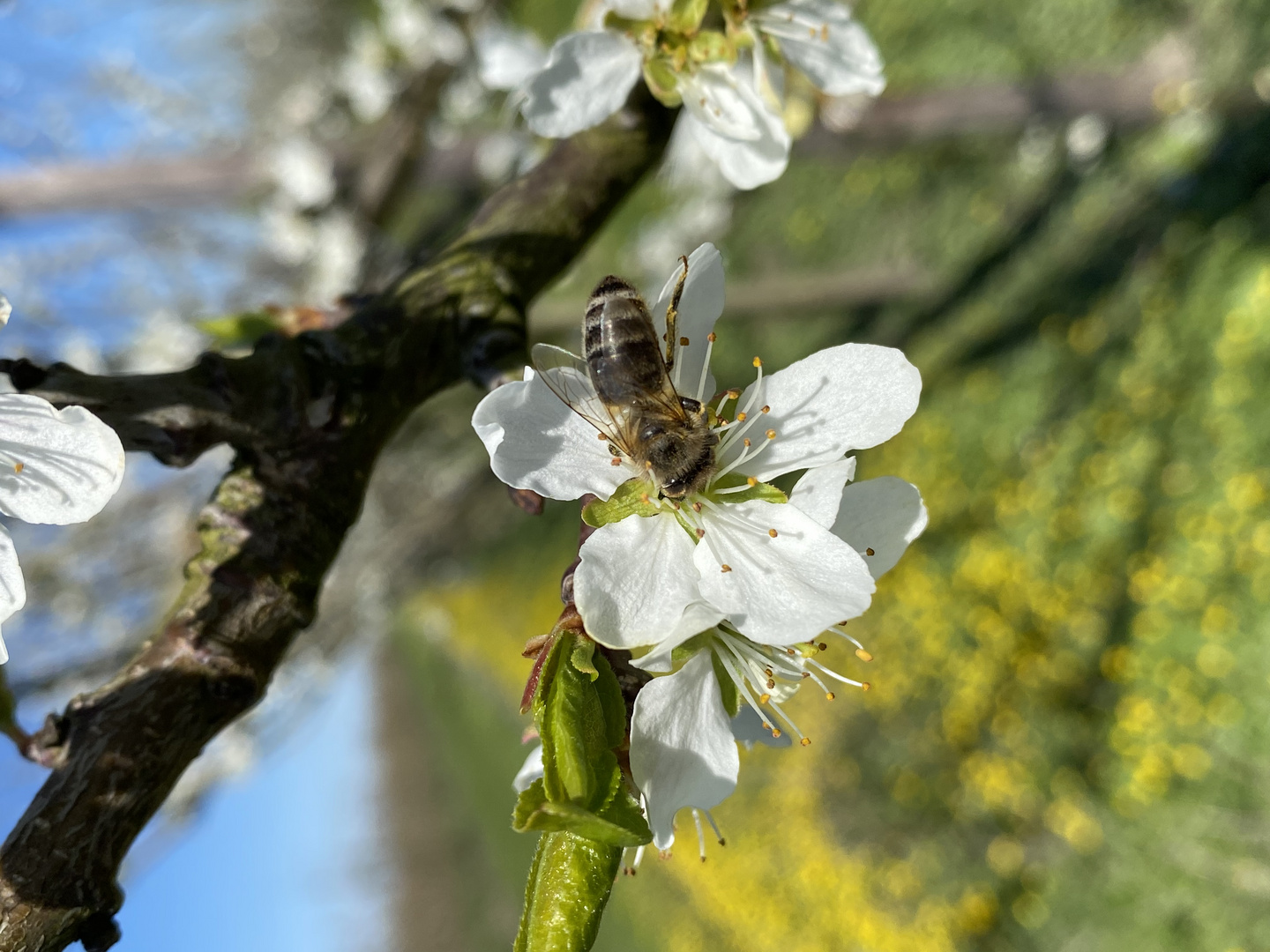 Frühling