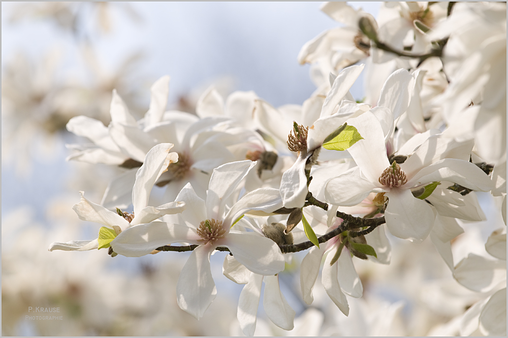 Frühling