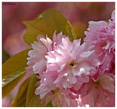 Frühling...