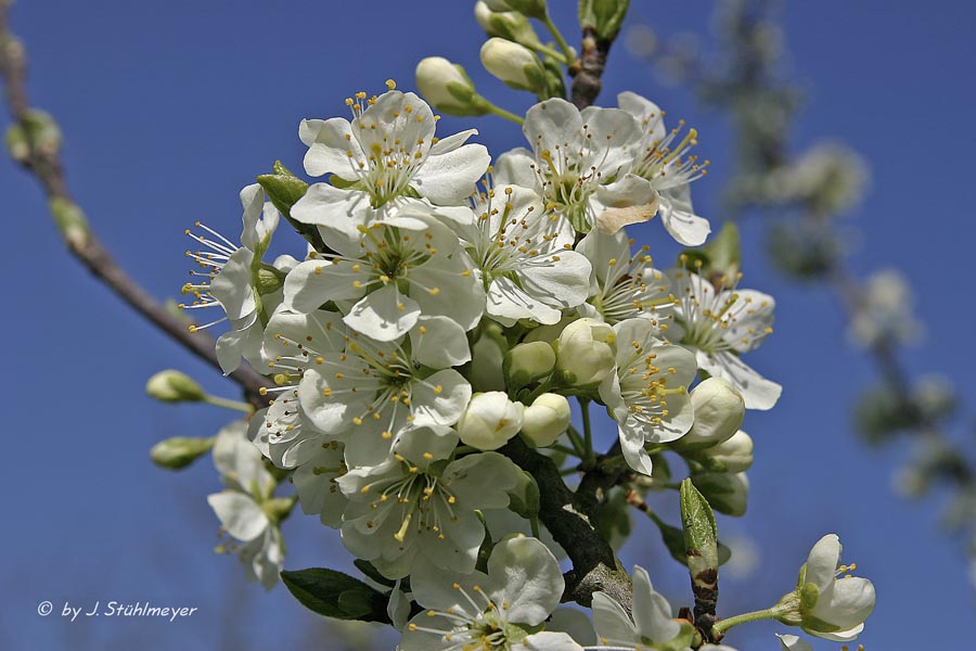 Frühling