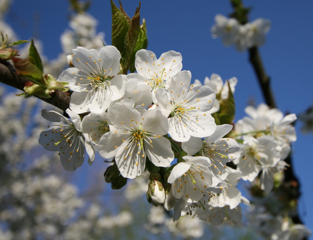 Frühling