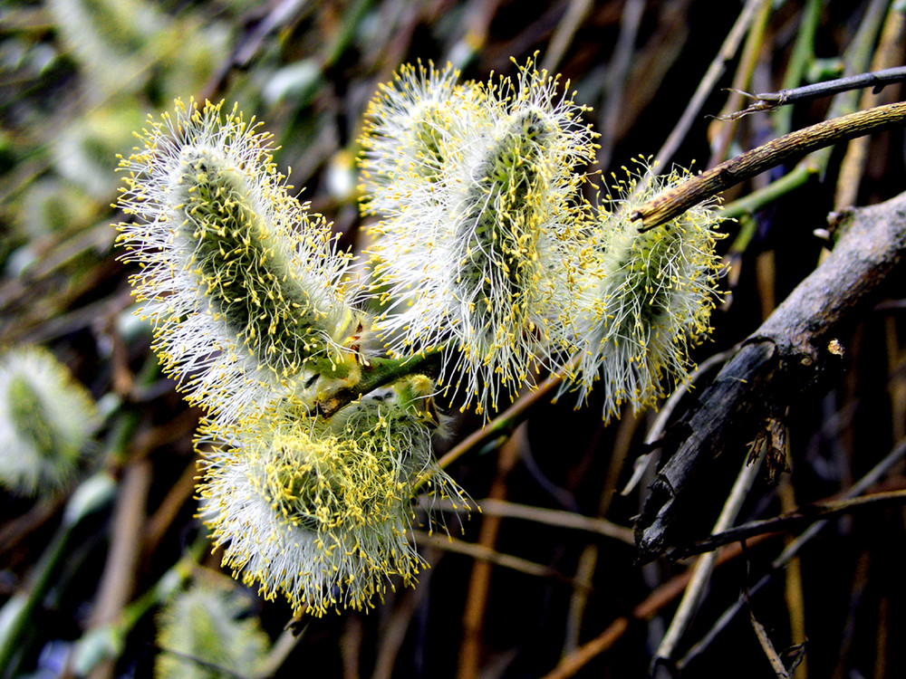 Frühling