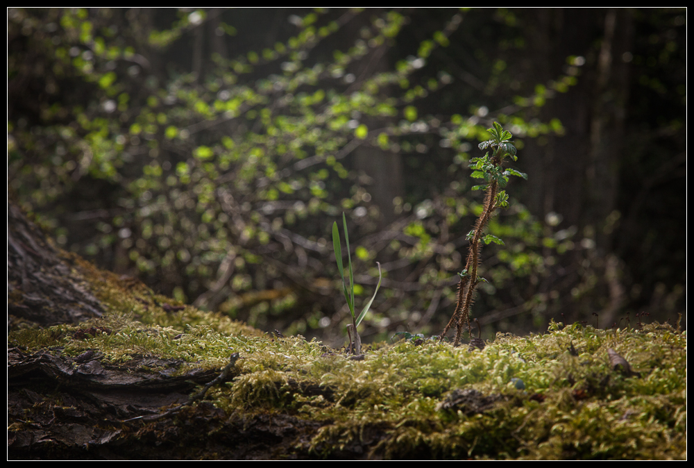 Frühling