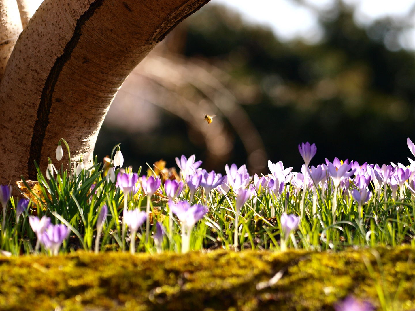 Frühling