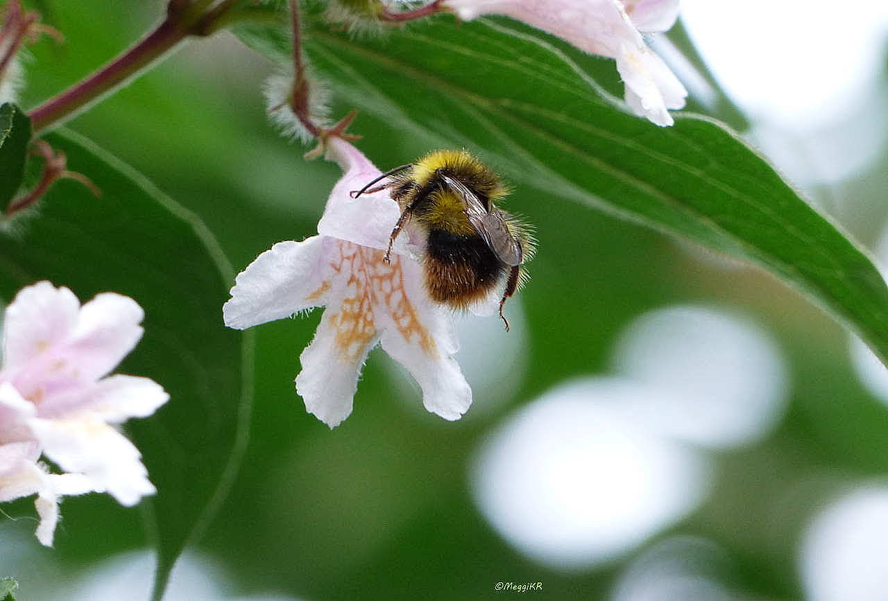 Frühling