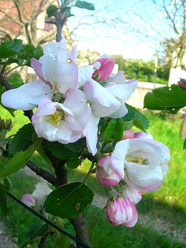 Frühling