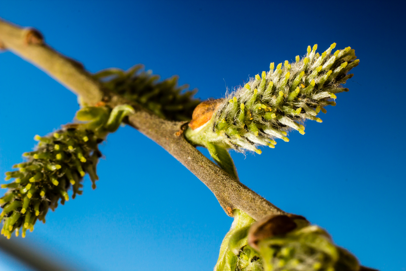 Frühling