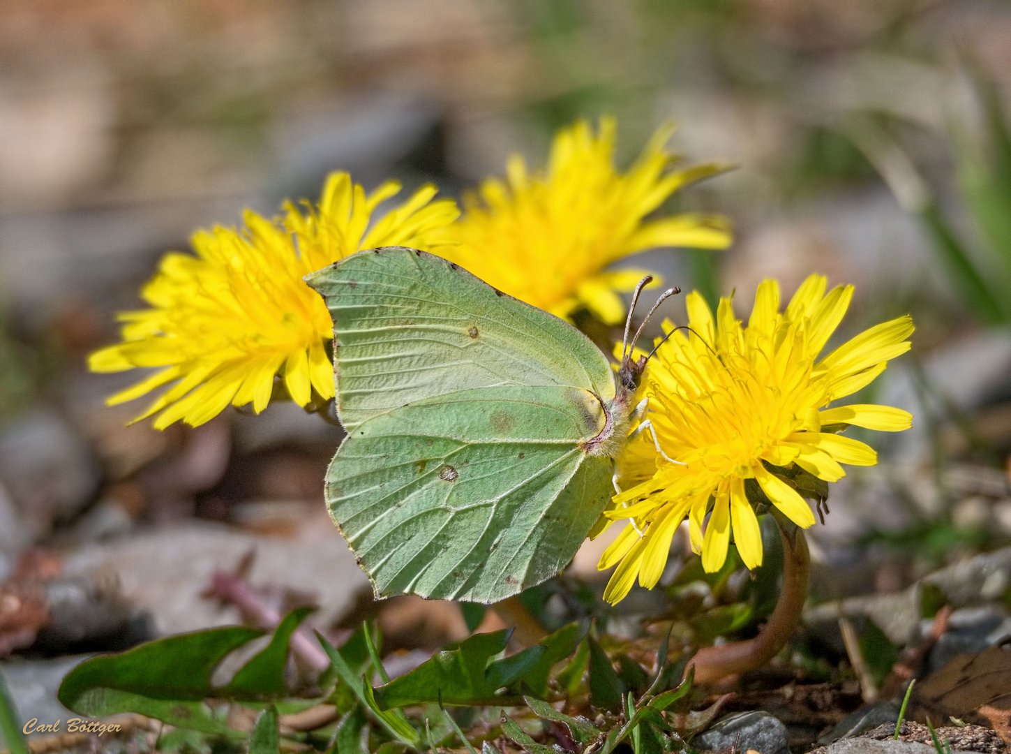 Frühling