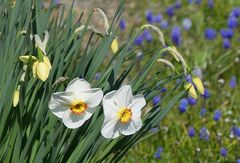 Frühling 