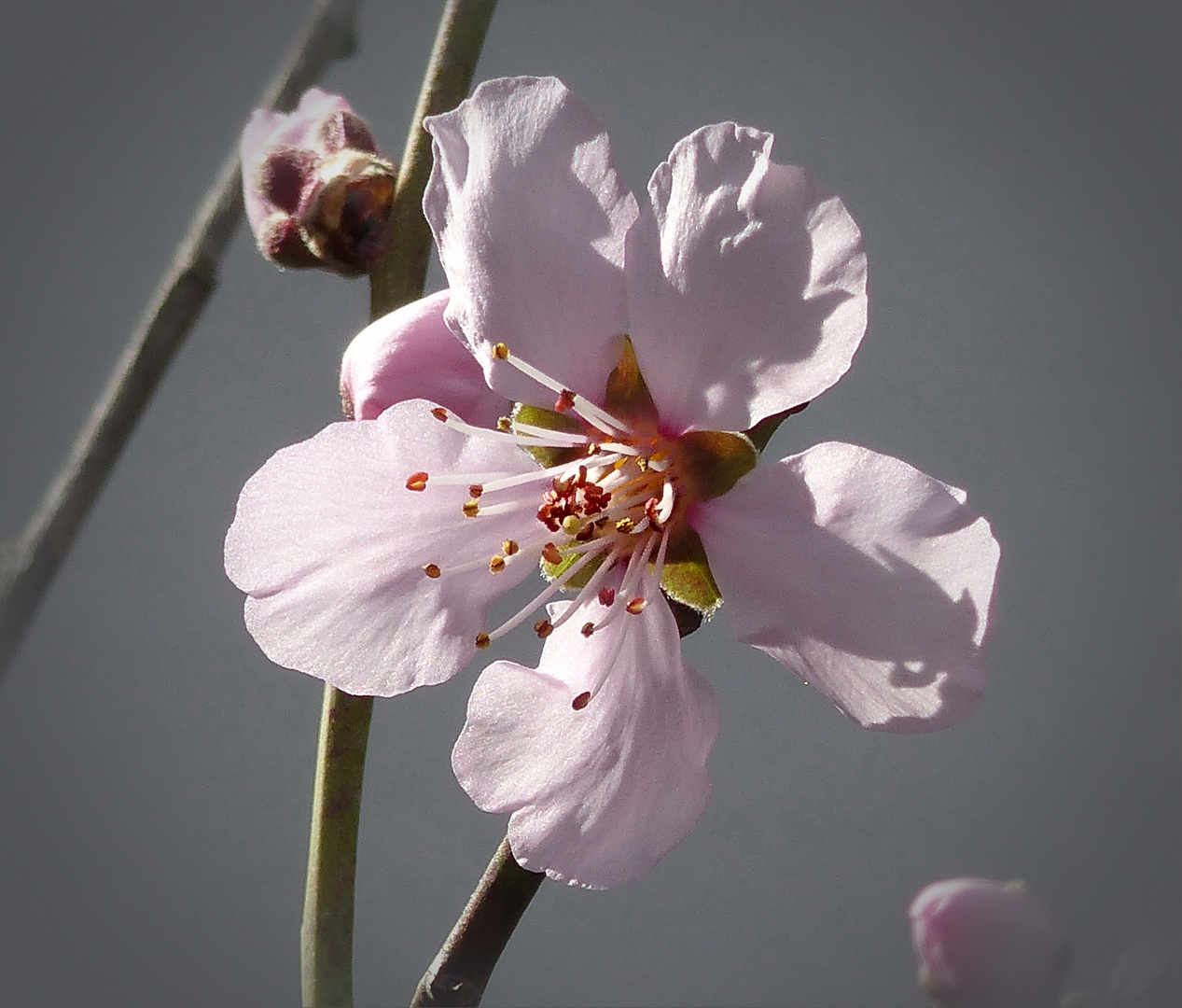 Frühling ...