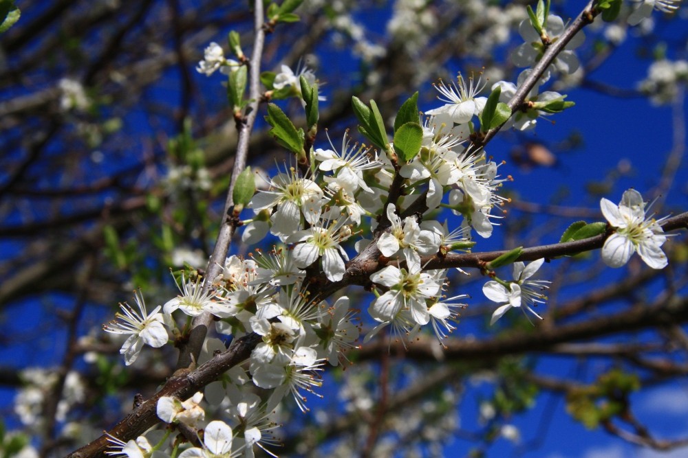 Frühling