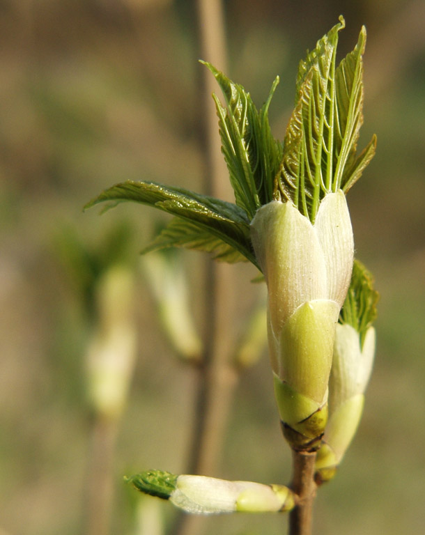 Frühling