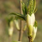 Frühling