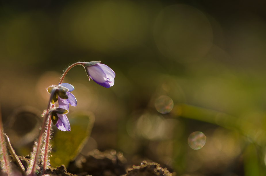 Frühling