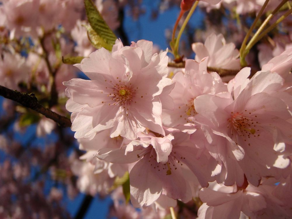 Frühling