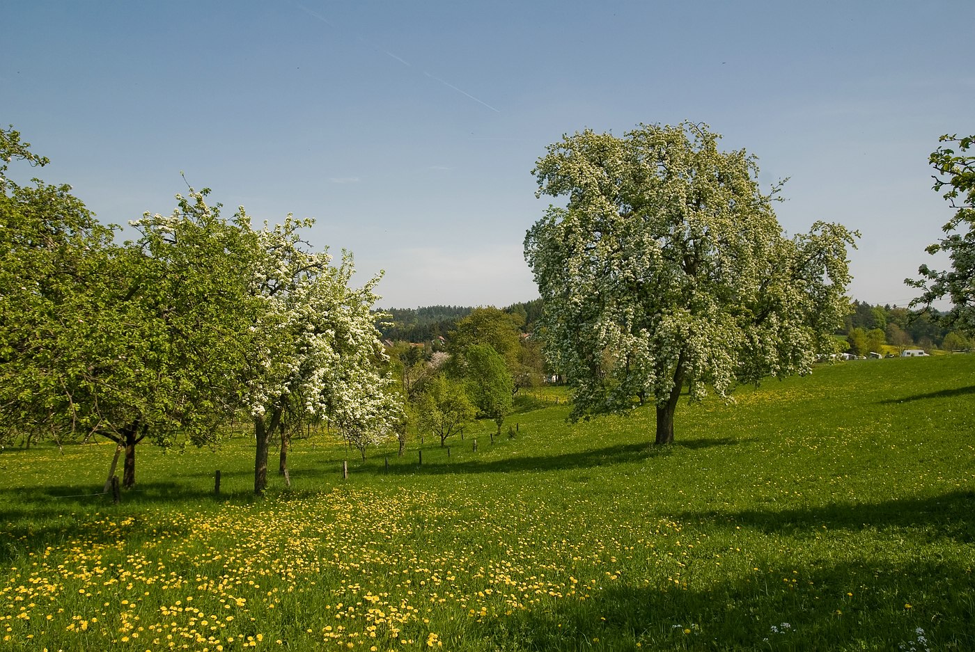 frühling