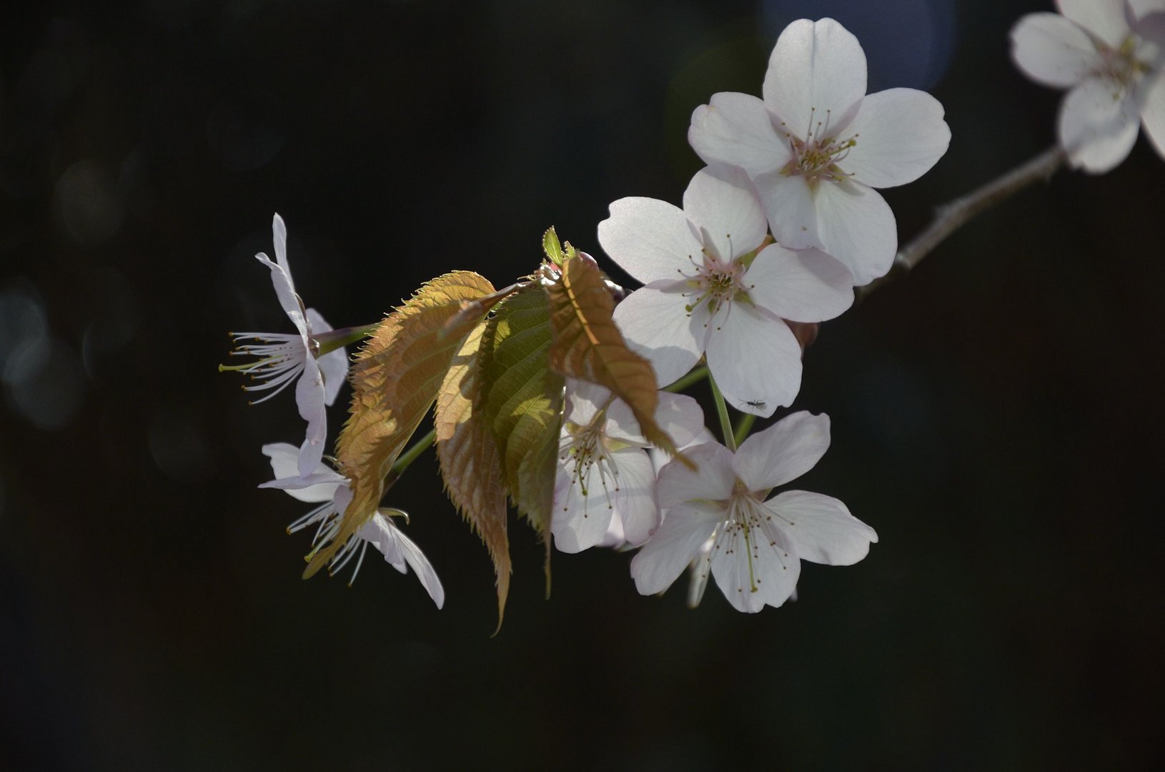 Frühling