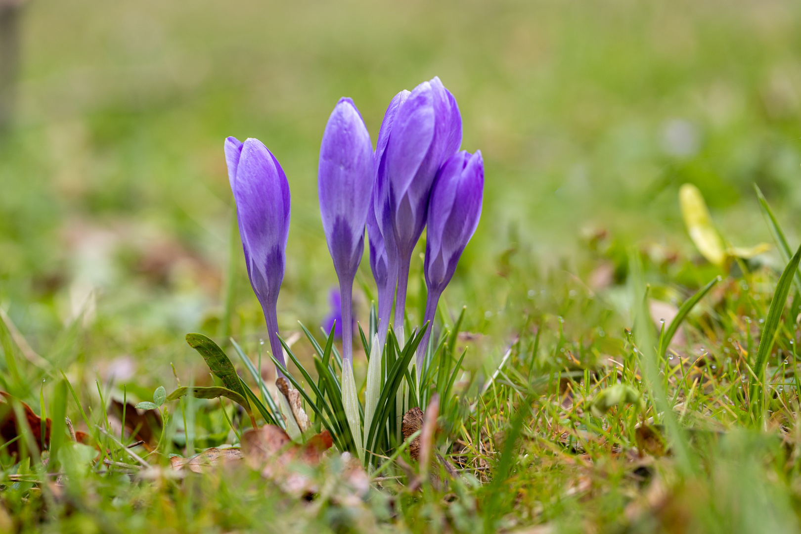 Frühling