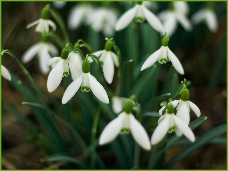 frühling...