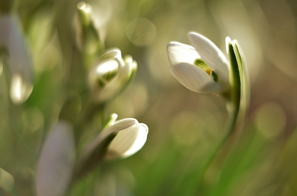 *Frühling*