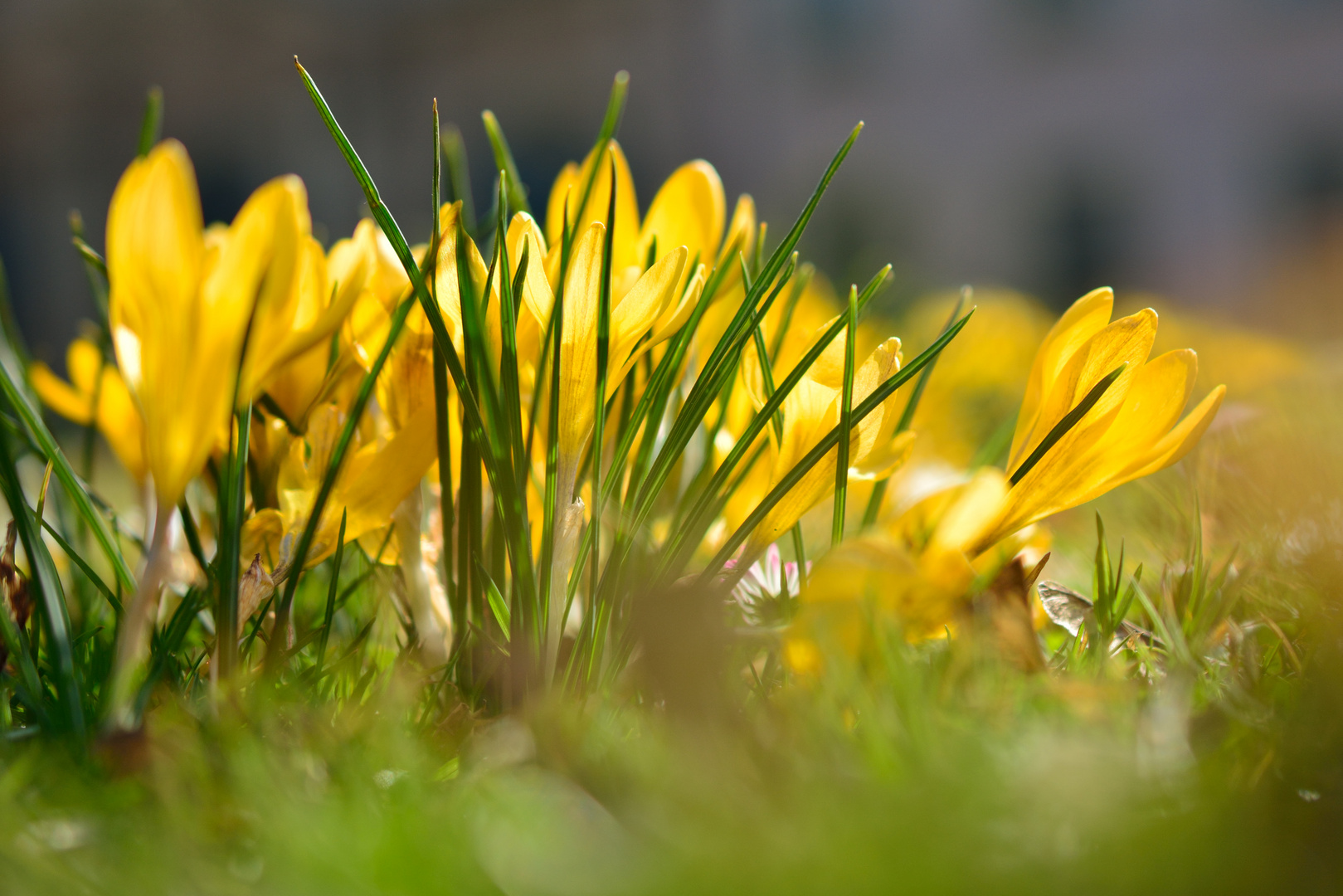 Frühling