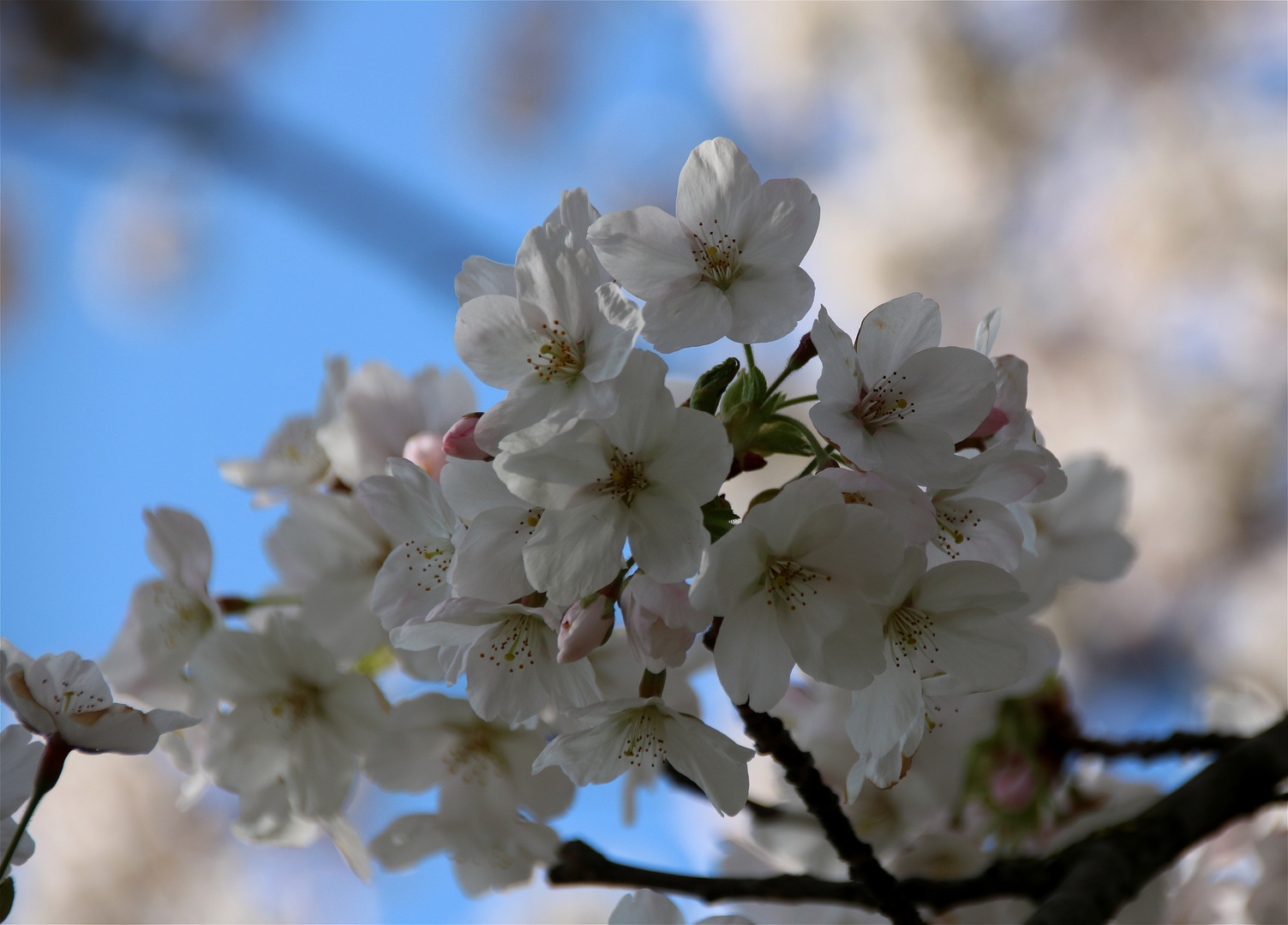 ~~ Frühling~~